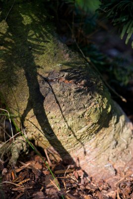 Abies procera, nobilis 'Argentea' - jedle vznešená, stříbrná - borka